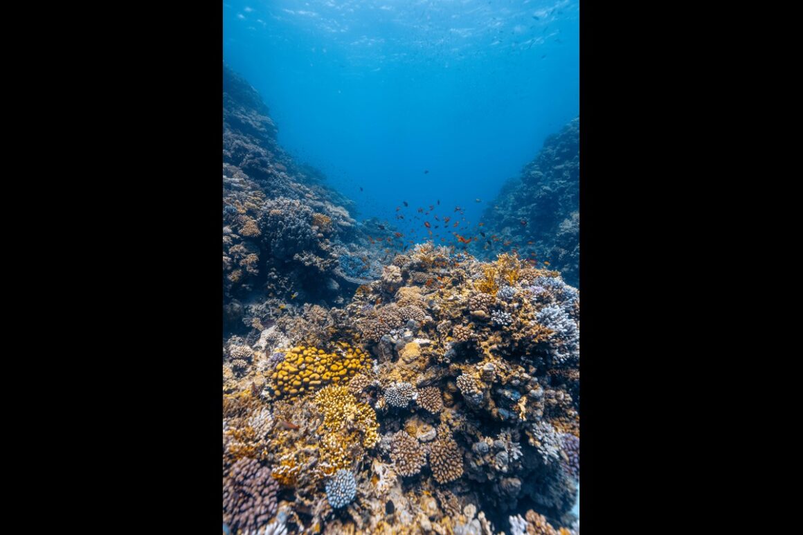 Saudi Red Sea